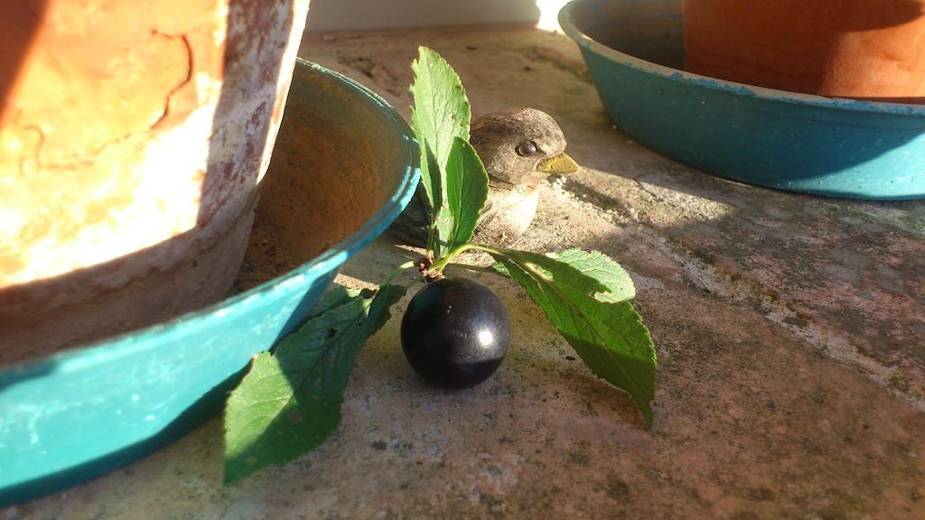 Tavoleto Poggio Dei Prugnoli B&B 외부 사진